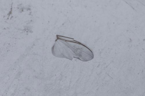 Simulium sp.
